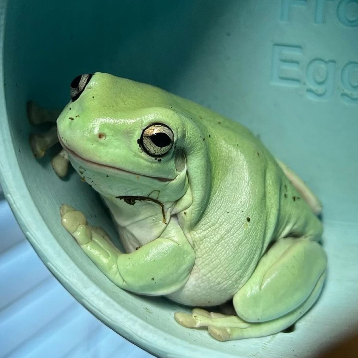 📅 22nd May 2024 🏷️ Instagram/cutest_frogs 💕 #animaloftheday