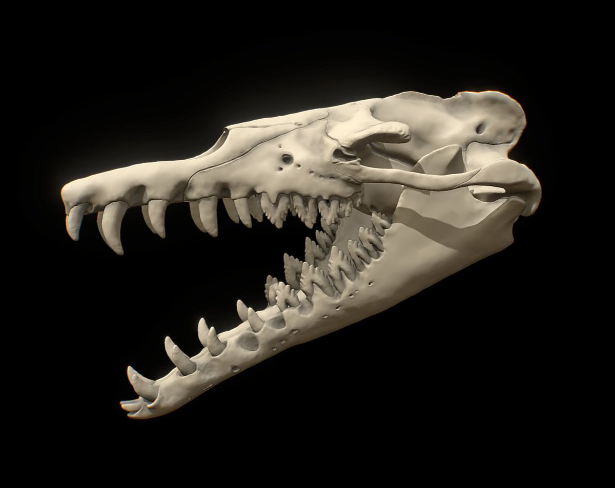 Sculpture of the skull of Basilosaurus. A large archaeocete whale from the Eocene. Now on @Sketchfab
skfb.ly/oUyXp