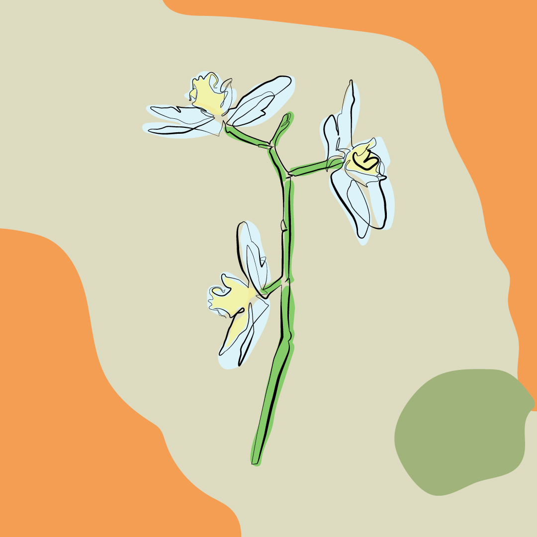 designartmaker1's tweet image. Continuous Line Art of a Flower in Full Color

Available  Freelance Work
Let&apos;s Talk About Your Project
Dribbble: dribbble.com/designartmaker
Email: rabbioit@gmail.com

Thanks

#lineart #continuouslineart #womenlineart #minimalistlineart #onelineart #linedrawing #flowerlineart #flower