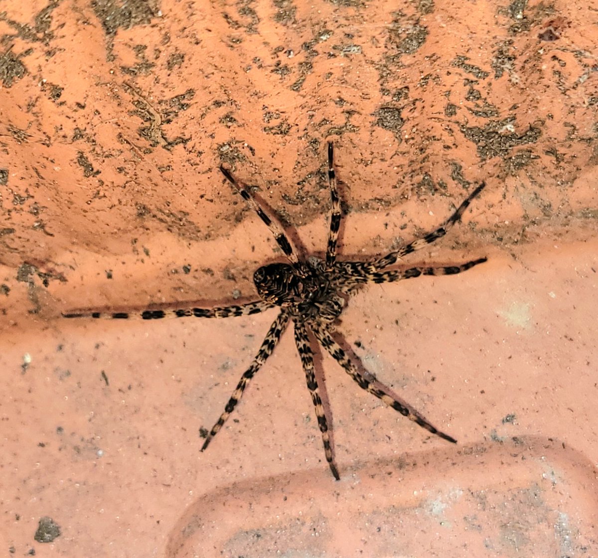 The joys of gardening... methinks a wolf spider? It's pretty big! 

#spider #wolfspider #brownrecluse #insects #arachnid #arachnids #hellnaw