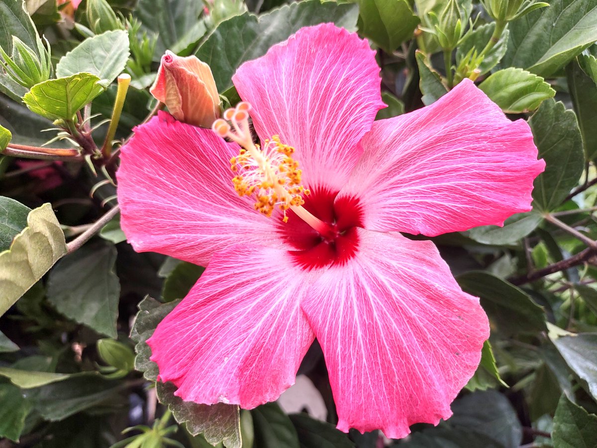 Hibiscus are just starting to come out. I had this one inside all winter. I am so happy it survived. #smilett23 #hibiscus #flowers #spring #etsyteamunity etsy.com/shop/mybeads4y…