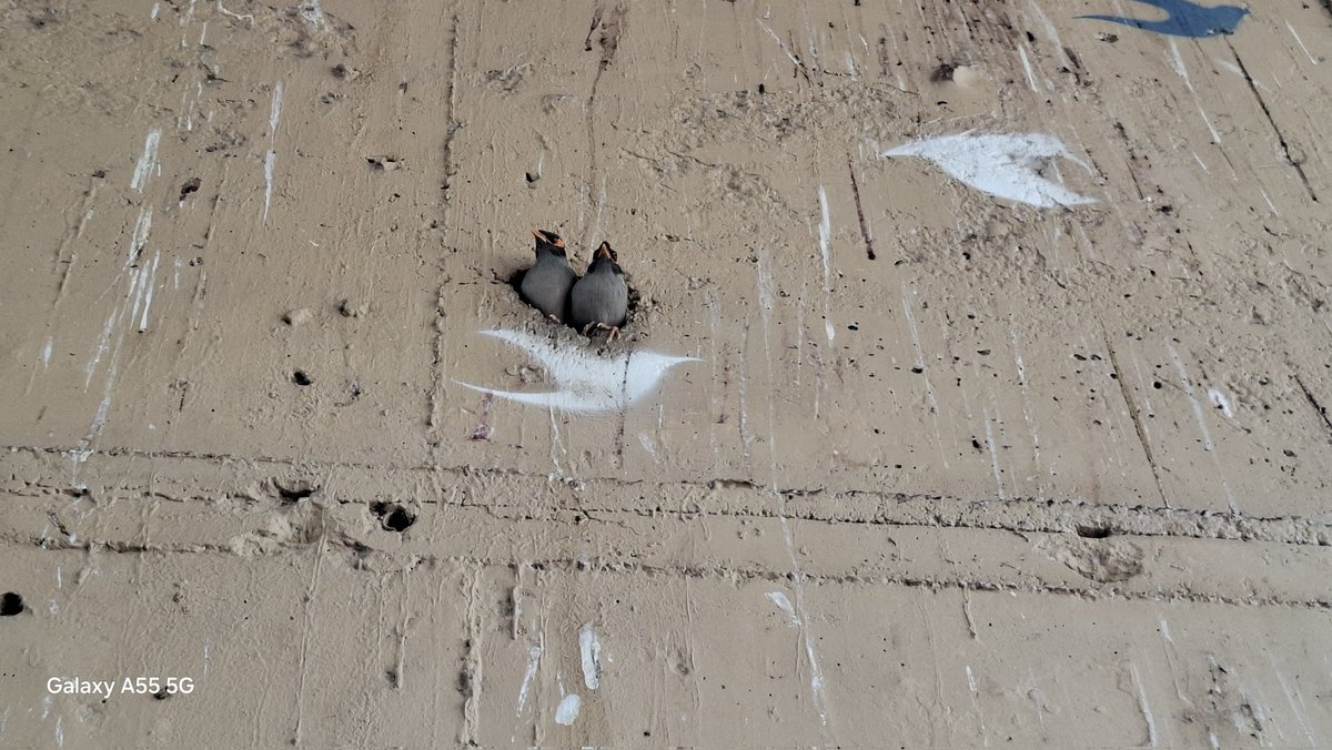 subrjeet's tweet image. 