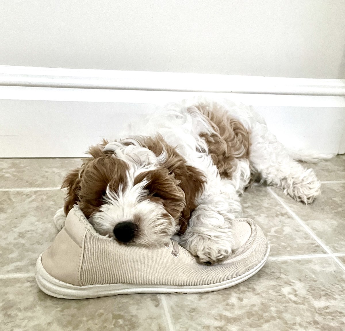 This is puppy love Freedom to dig in my shoe Treasure is all mine #HaikuSaturday