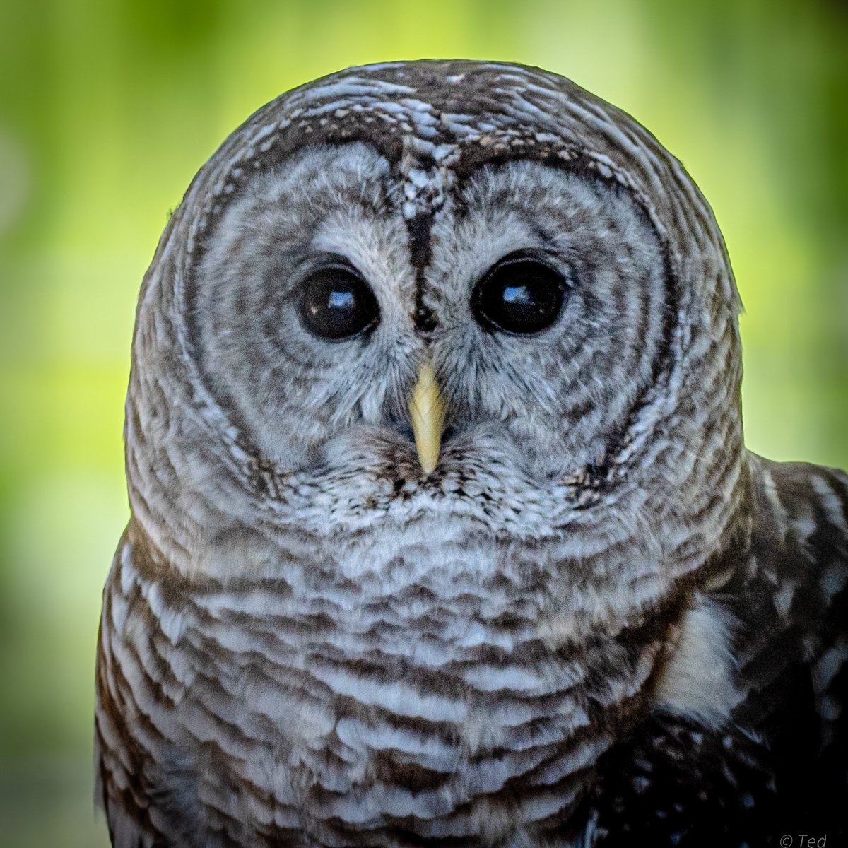 A Barred owl stare down. Have an excellent weekend ahead everyone.✌️🦉 #Nature #Photography #PhotographyOnX #BirdPhotography #IllinoisWetlands