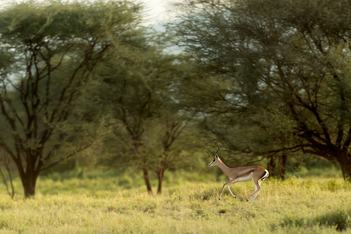 | Flight Mode! Gazelle - a flying shot... | Kenya... |
#Gazelle #FlyingSHot #Kenya #Lentorre #Wilderness #ketanvikamsey #KVKliks #EarthCapture #BBCEarth #NatgeoIndia #nationalgeographic #BBCWildlifePOTD #YourShotPhotographer #NatgeoYourShot #Christina_Shorter #Kristen_McNicholas