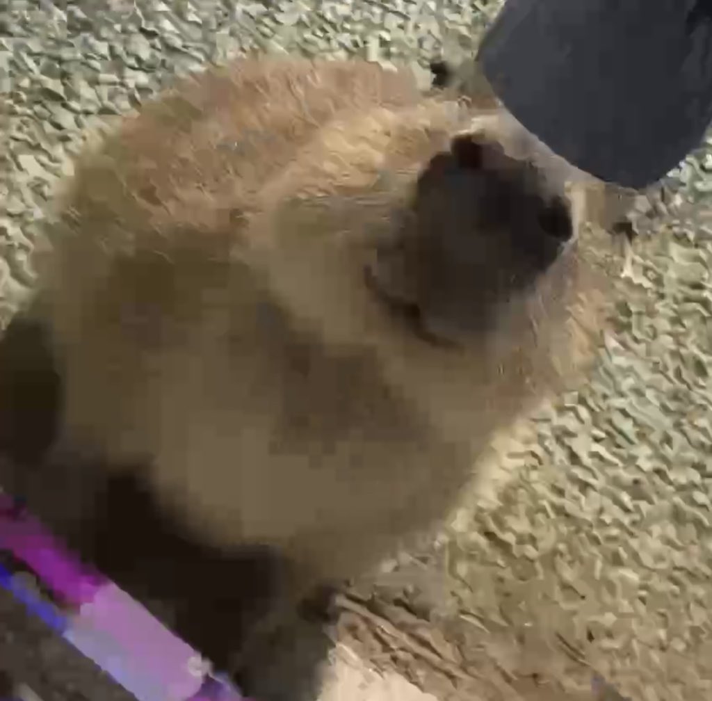 @dj_budsol Capybaras are pretty new, and this one’s pretty bullish $capi