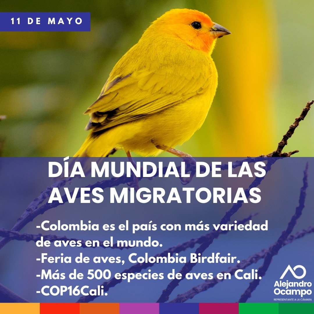 Colombia es el país con mayor variedad de especies de aves🦜en el mundo y gracias a su riqueza, Cali es la sede de la Cumbre Mundial de biodiversidad #COP16🇨🇴. Además, en Cali se celebra la Colombia Birdfair, feria en donde se aprecian más de 500 especies de aves🐦