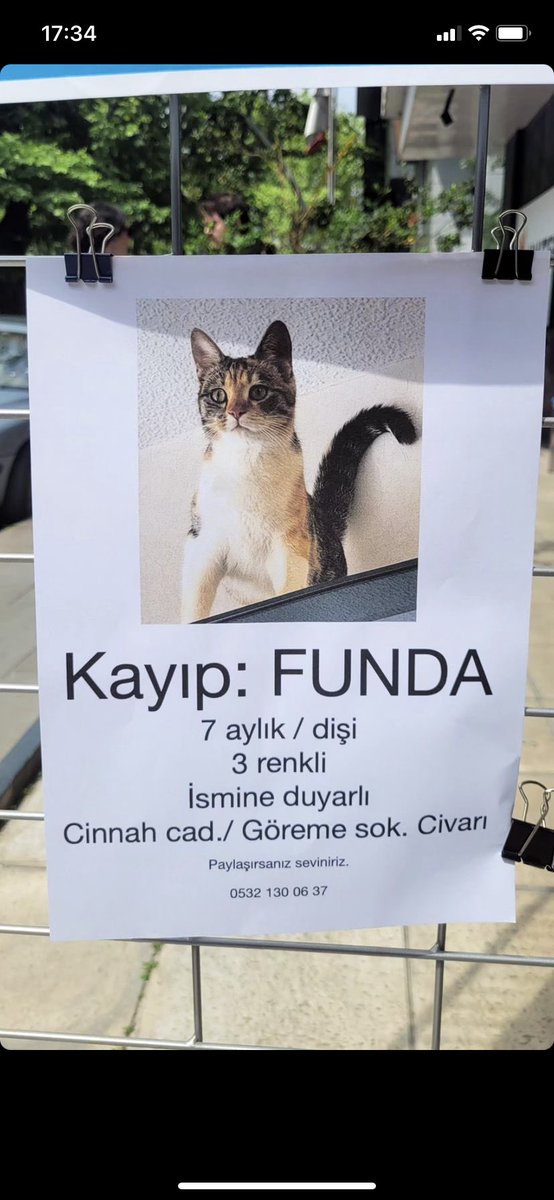Ankara cinnah kayıp kedi