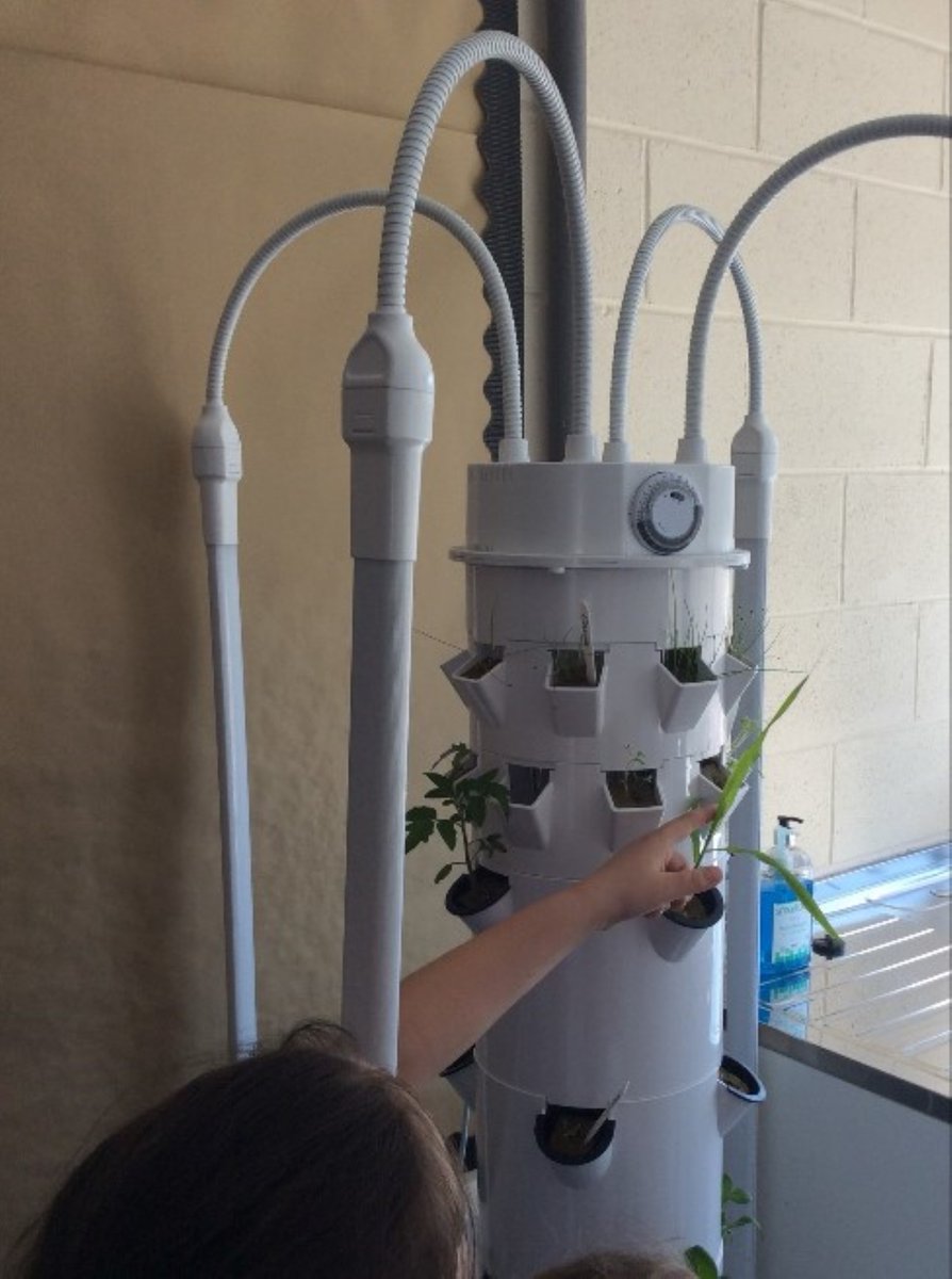 Our @RHSSchools Gardening Club had a busy session monitoring, and nurturing, both their seedlings in our @RethinkFoodUK growing tower and those in compost! 🌱They were excited to observe the strength of the seedlings and length of the shoots on the potatoes!🥔 🔎 Good job all! 👏