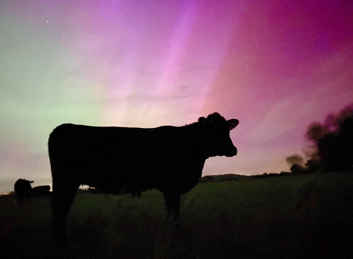 Cosmic Aberdeen Angus herd in Cambridgeshire! 🤩 🐮 

📸 Stacey Lou