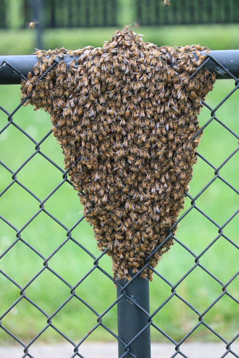 SchoolOfBraam's tweet photo. I covered Fairfield boys lacrosse Senior Night this week.
A fence surrounds the field and ... YIKES ... this was on the visitors side maybe 10 yards from sidelines. It was relatively new and maintenance was alerted; I was very happy no stray balls went flying in its direction! https://t.co/cYcpciFuTz