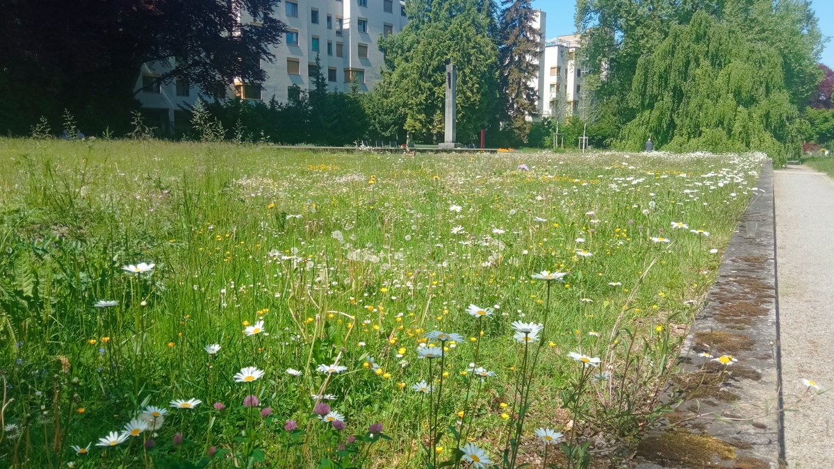 Zürich. Další inspirace. Hřbitovy jsou často nedoceněná místa z hlediska podpory biodiverzity a ochrany přírody. V Zürichu k tomu přistupují aktivně. Rozptylová loučka jako kvetoucí louka, stejně jako plochy se zrušenými hroby... 👍👏