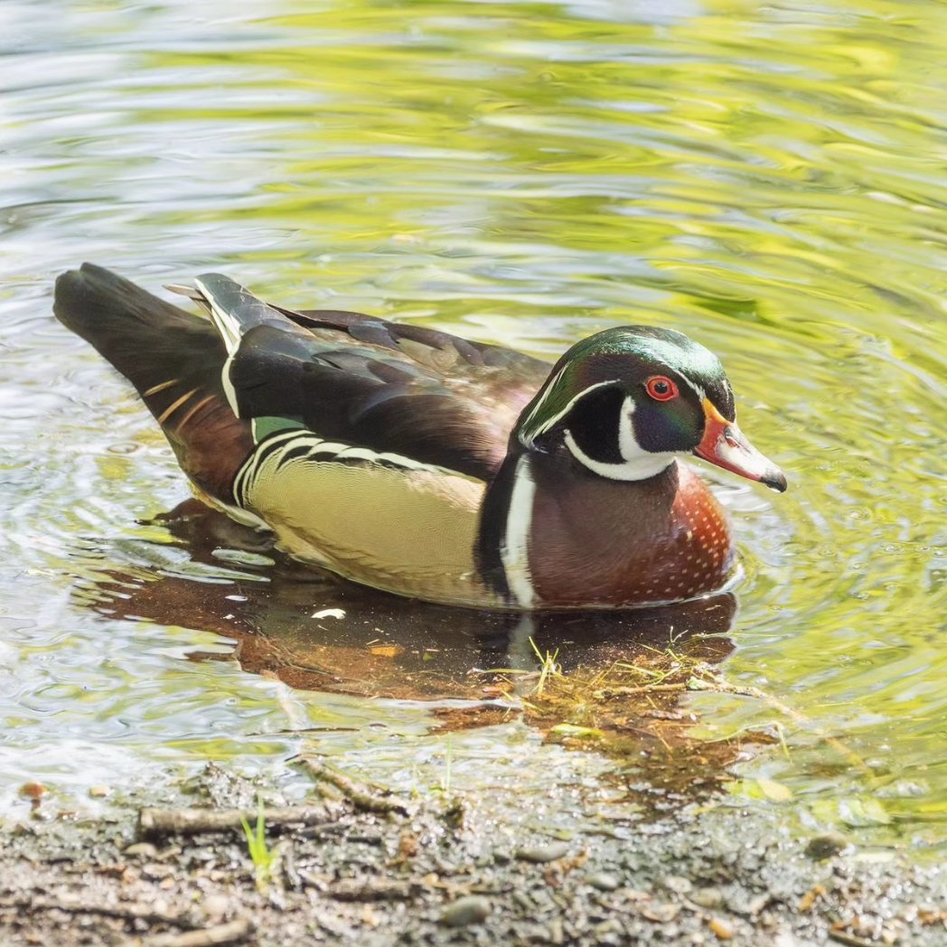 Dogs and ducks don’t mix! It’s the breeding season for water birds, but it’s also a time when a boisterous dog can cause harm and distress & unfortunately we have received some reports of dogs going into the water and chasing birds. @ChislehurstSocy @VisitChis @chislehurstkent