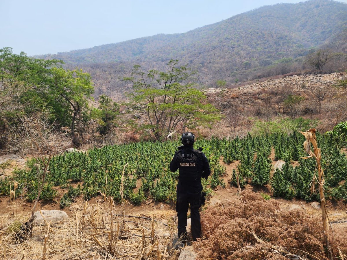 🚨🚨🚨Huetamo -Michoacán-

Guardia Civil ahumada a las Finas Hierbas

Buscaban minas pero encontraron un Maizal con MaríaJuana, así que procedieron a la chamuscación de 28 mil 900 matitas, sembradas en 4 mil 100 M2.