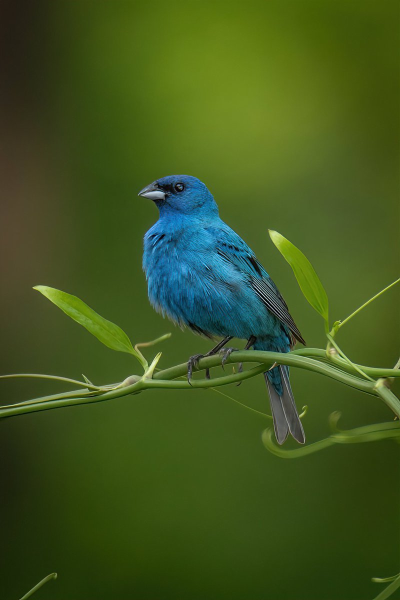 GOOD AFTERNOON #TwitterNatureCommunity 📸🪶

Here’s another look at the Indigo Bunting looking absolutely Stunning!

#BirdsOfTwitter #BirdTwitter #Birds