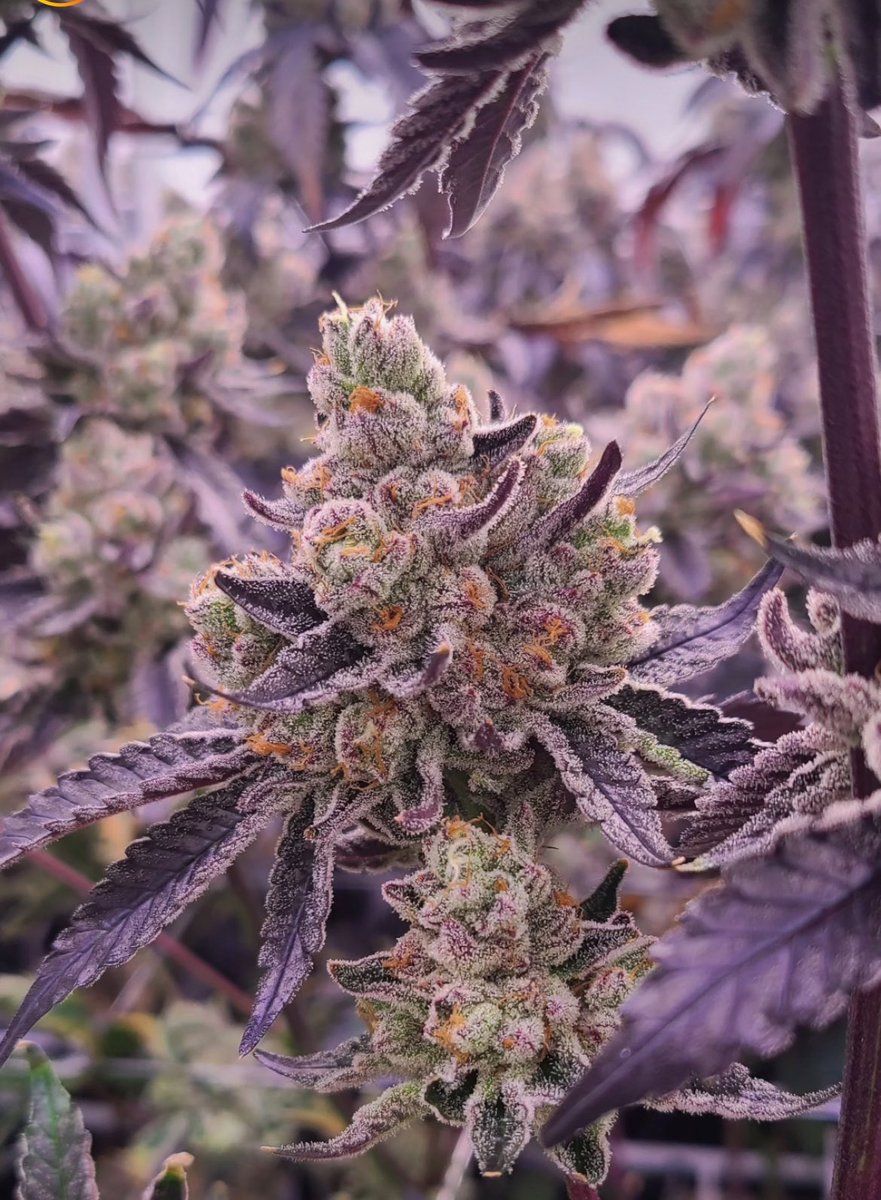 She’s a looker. <a href="/VicCannabisCo/">The Victoria Cannabis Company</a>
