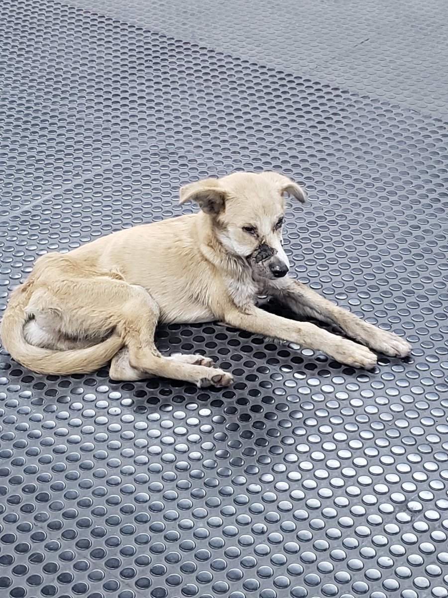 Auxilio con este perrito que me conseguí hace poco en el andén de la Estación Metro #PaloVerde, está desnutrido de lo flaco que está, tiene una cicatriz de herida de hace tiempo que le desfiguró el rostro. Necesita ser rescatado, yo no puedo, no tengo dinero ni espacio.