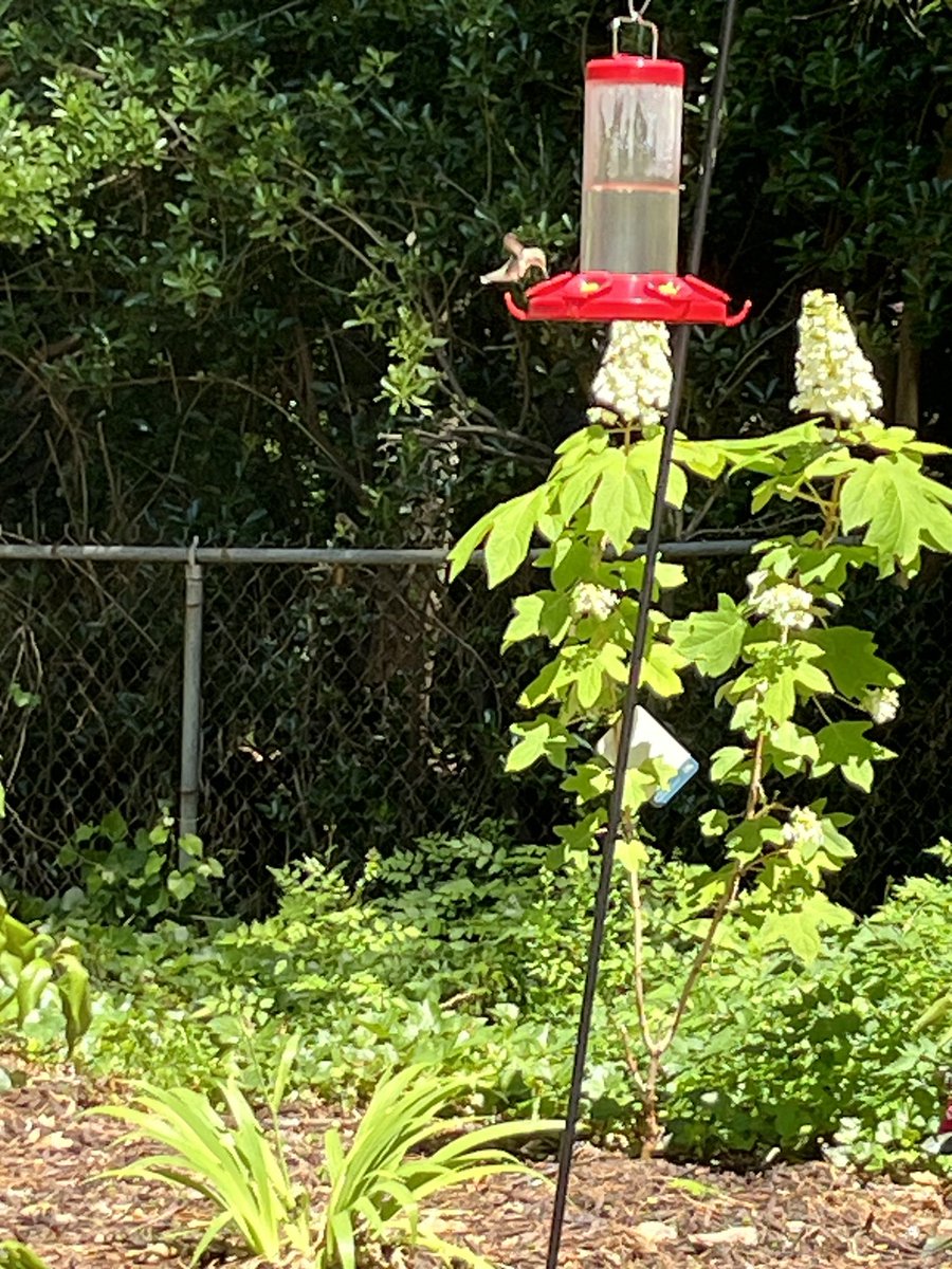 Been waiting for a long time. But finally yesterday the hummingbirds are back!