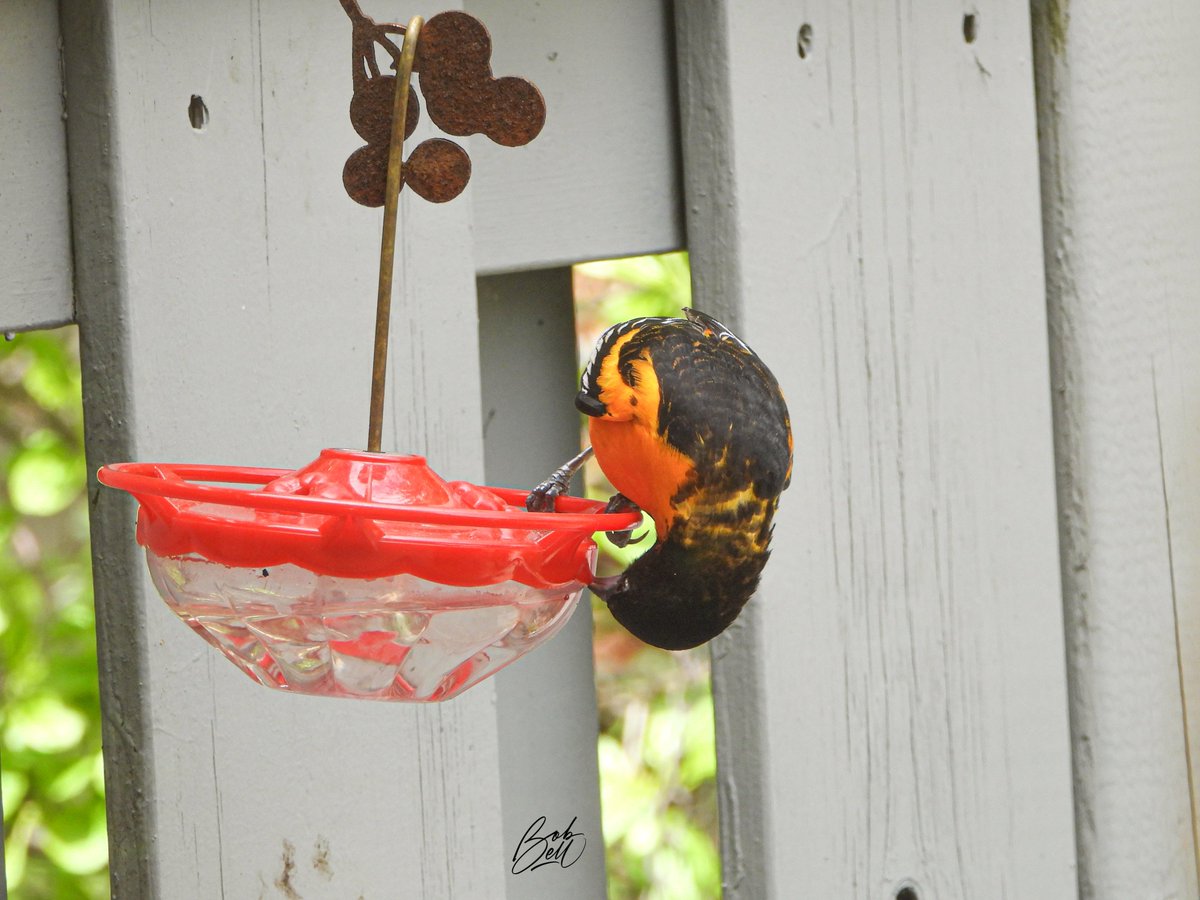 The hummingbirds in #Bobsbackyard have competition from the orioles! #birds #birding #birdphotography #Ancaster #HamOnt #oriole #hummingbird