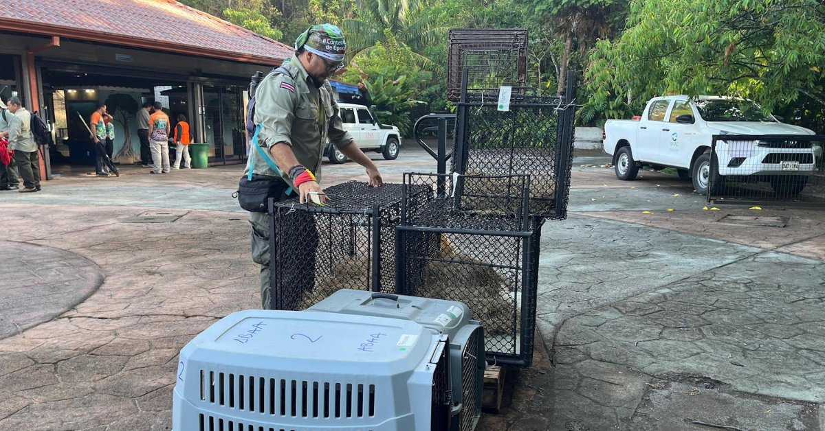 El gobierno cerró el zoológico Simón Bolívar para proteger la vida silvestre. #VidaSilvestre 🦁 #ZooAve larepublica.net/noticia/con-tr…