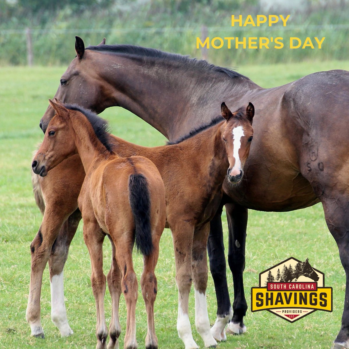 Enjoy your day and weekend. Happy Mother's Day! 

#southcarolinashavings #aikensc #welovehorses #equinebedding #shavings #fines #flakes #blended