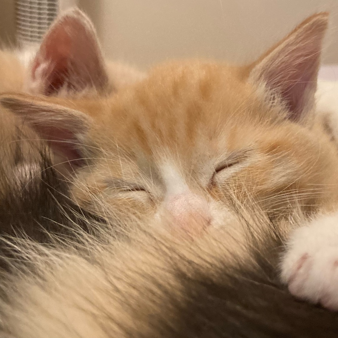 Sleepy Poppy, yes she fell asleep while nursing on mom and she has no regrets Help us save more lives through our 2024 Kitten season fundraiser (link in bio)
