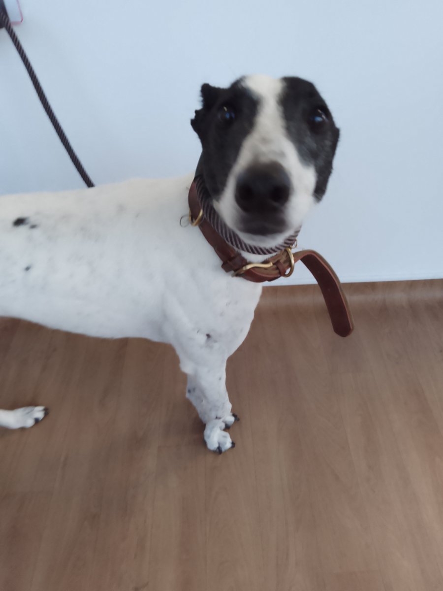 Urgent, please retweet to HELP FIND THE OWNER OR A RESCUE SPACE FOR THIS FOUND / ABANDONED DOG #EALING #LONDON #UK 🆘🆘🆘 Female, LURCHER, chip not registered, found 5 May. Now in a council pound for 7 days, she could be missing or stolen from another region. Proof of ownership…