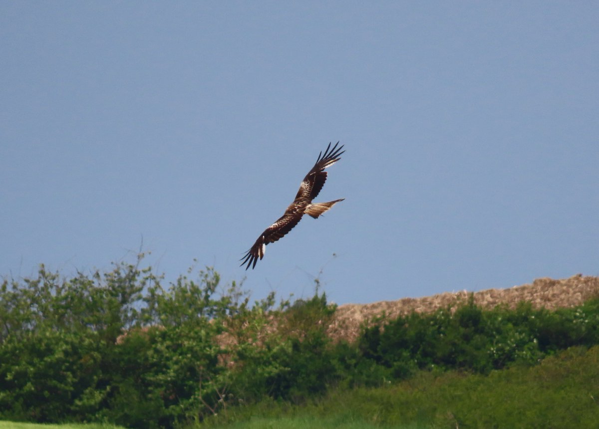 Red Kite are barely newsworthy in much of the country and their status is heading that way in Dorset now. Still fabulous to watch 4 birds at Rodden Hive this morning though, including this bird picking up food from one of the fields.