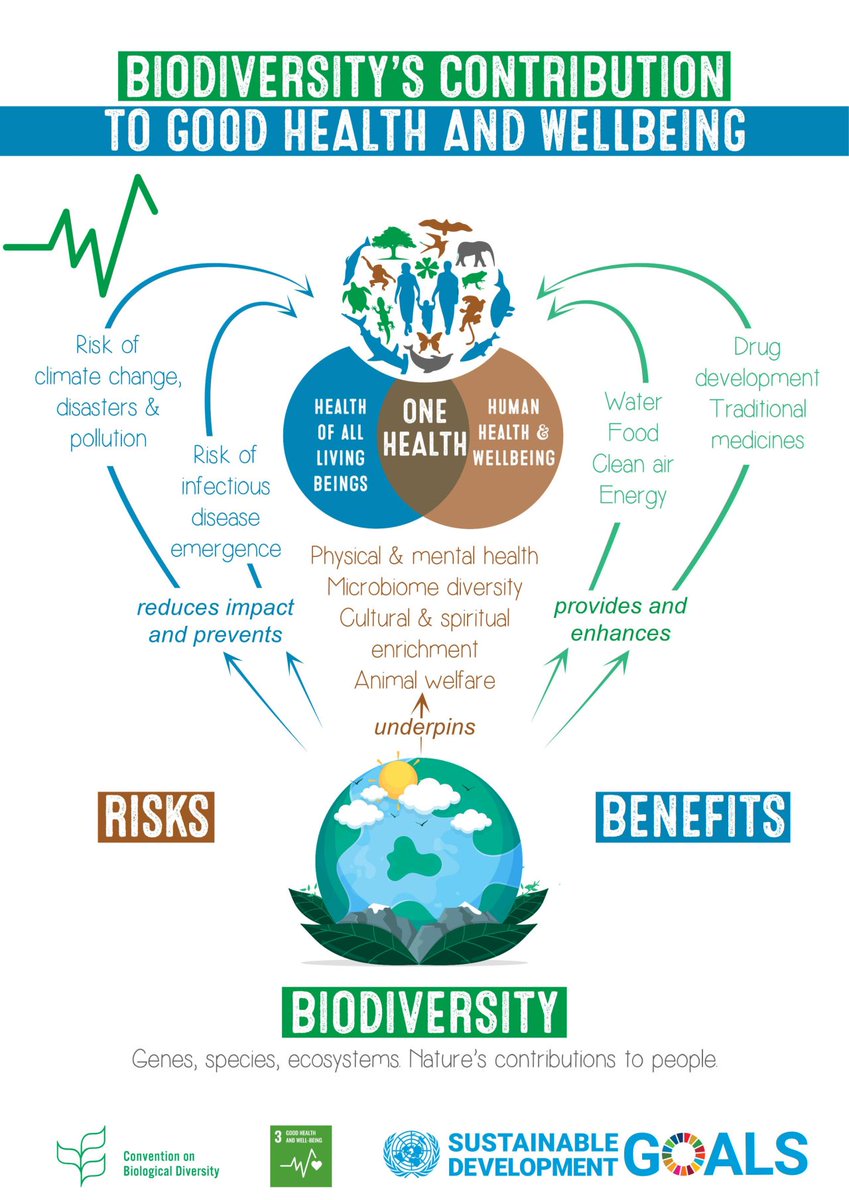#Biodiversity provides us with:

✅ Food,
✅ water,
✅ materials,
✅ and services

But have you thought of how it maintains our physical and mental wellbeing? This infographic from @UNBiodiversity explores biodiversity's contributions to our health. 🩺
#BiodiversityDay