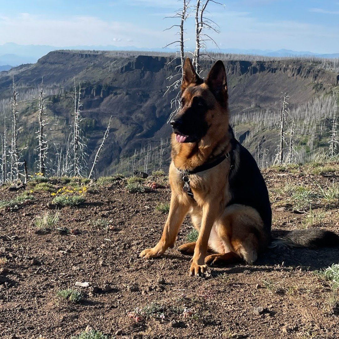 Sometimes, you just need to stop and admire the view. 
#washington #pnw #pacificnorthwest #autorepair #seattle #shoplocalseattle  #seattlebusiness #supportseattlesmallbiz #washingtonsmallbusiness #dog #dogsofinstagram #dogs #dogstagram #instadog #doglover