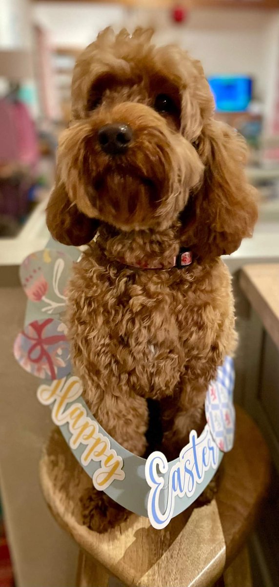 🏡 Star has just been found!!! 'Star has been found horray. We are so happy to have her home safely. Thanks to mum and the doggies for helping us mark the trail. Xxx' #reunited thank you everyone