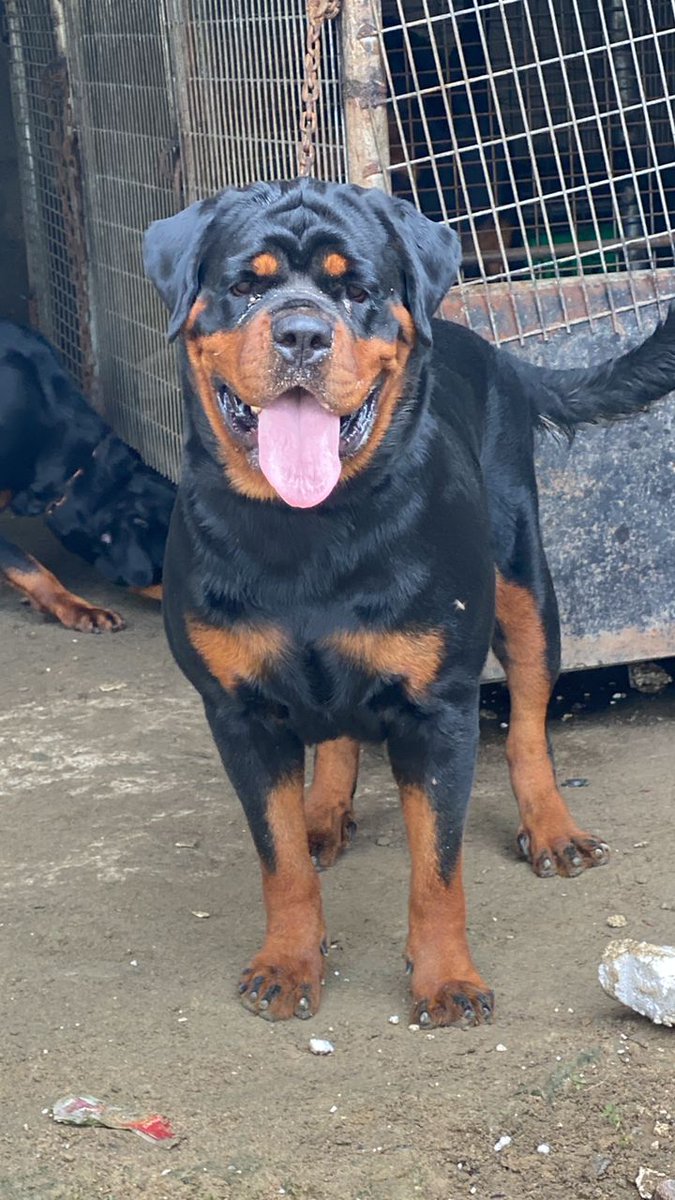 Lugard_Tareotu's tweet image. Ilda of Stanley Kennels [Cronos Black Seduction × Greta of Stanley Kennels]

One of my Rottweilers. Pure beast. 😍😍

One of the hottest females in the Country.