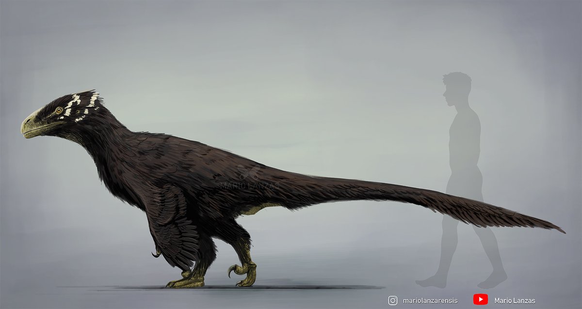 ACHILLOBATOR is probably the closest to the Jurassic Park ´raptors´ anatomically. and one that I feel it's kind of overlooked #achillobator #paleoart #dinosaur #jurassicpark