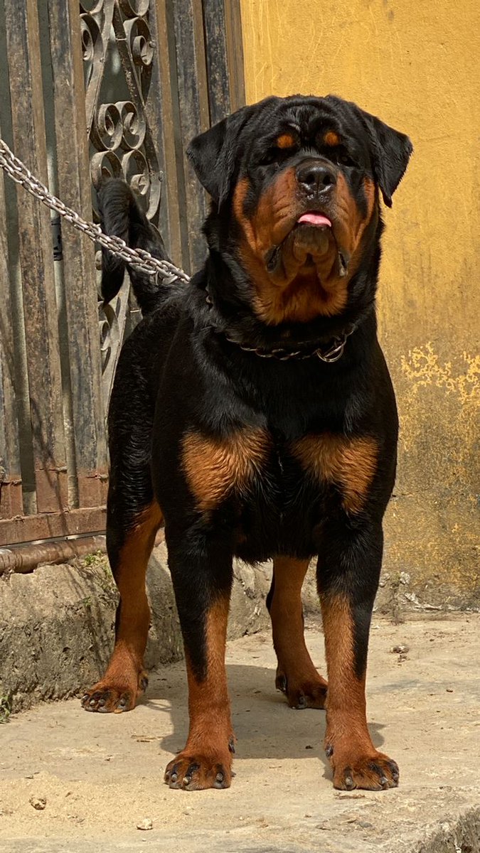 Lugard_Tareotu's tweet image. Ilda of Stanley Kennels [Cronos Black Seduction × Greta of Stanley Kennels]

One of my Rottweilers. Pure beast. 😍😍

One of the hottest females in the Country.