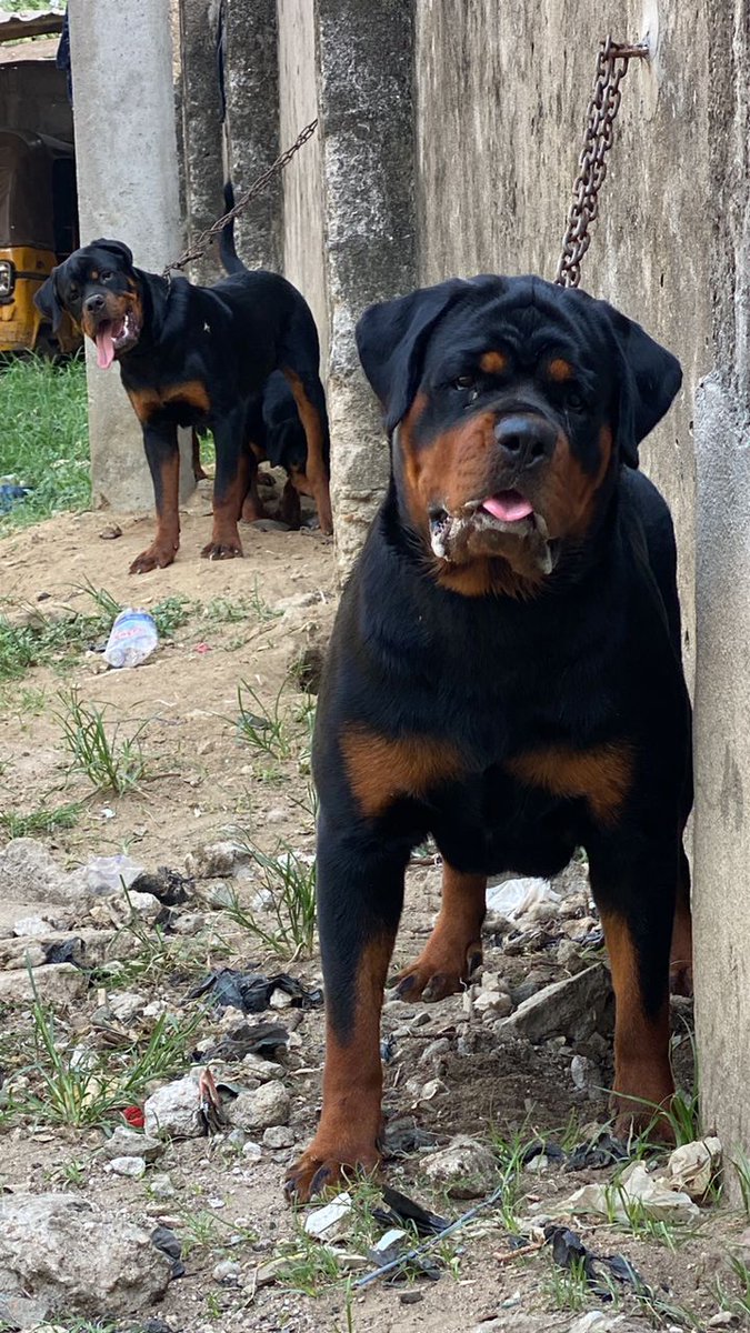 Lugard_Tareotu's tweet image. Ilda of Stanley Kennels [Cronos Black Seduction × Greta of Stanley Kennels]

One of my Rottweilers. Pure beast. 😍😍

One of the hottest females in the Country.