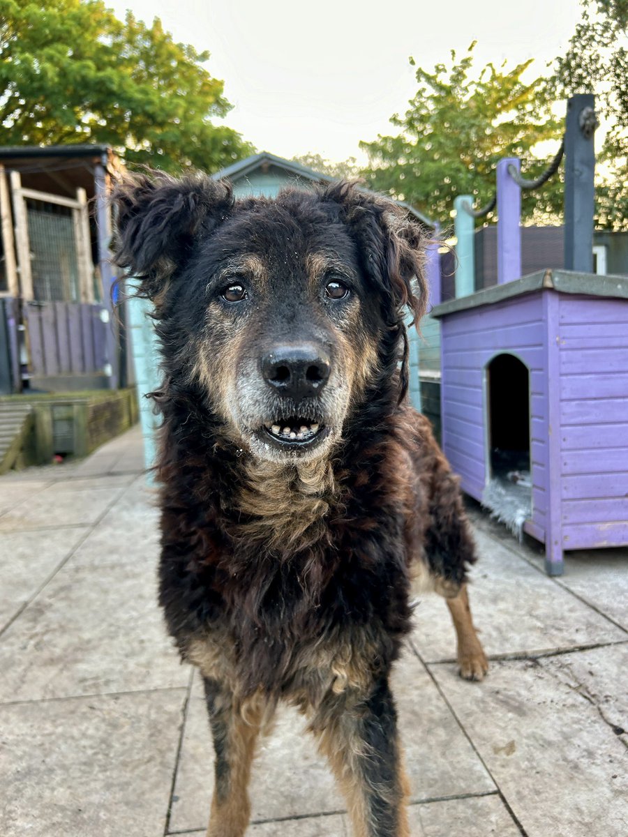 Lola was just passing and she’s wondering if you might have a treat?! She has happily got used to the good life and kindness. That bit of sparkle in those old eyes is everything 🥰