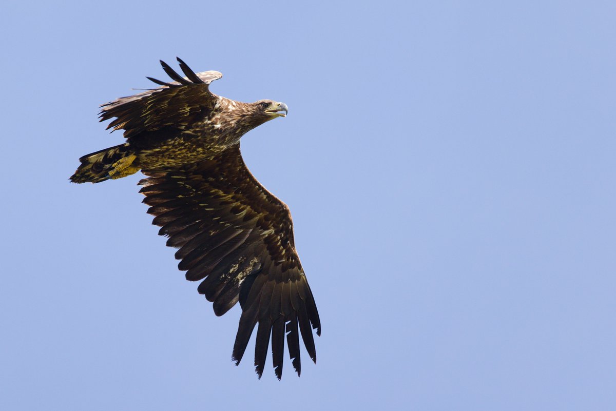 Returned today from a wonderful week on South Uist. There were short-eared owls all over the place, plenty of hen harriers, corncrakes calling next to the cottage, the list goes on and on. It's a fantastic place!

#southuist <a href="/OuterHebs/">Visit Outer Hebrides</a> <a href="/HebridesBirds/">Outer Hebrides Birds</a> #outerhebrides <a href="/Corrodale/">Corrodale Cottage</a>
