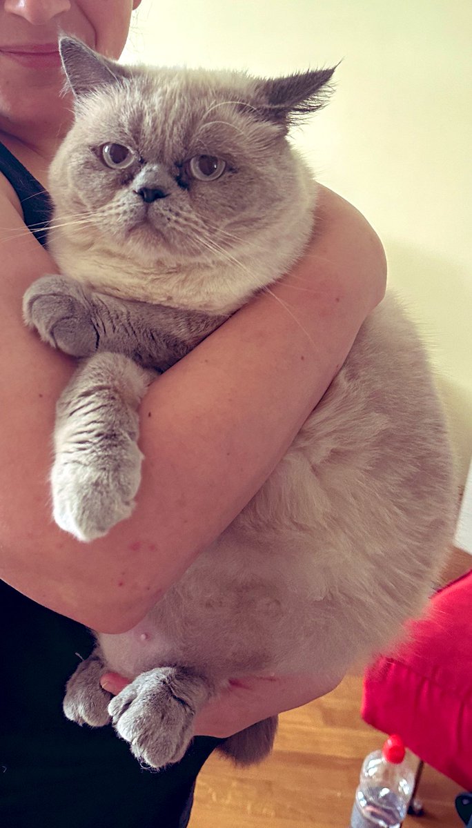 Timeline cleanse. Please take a moment to appreciate my glorious chonk.