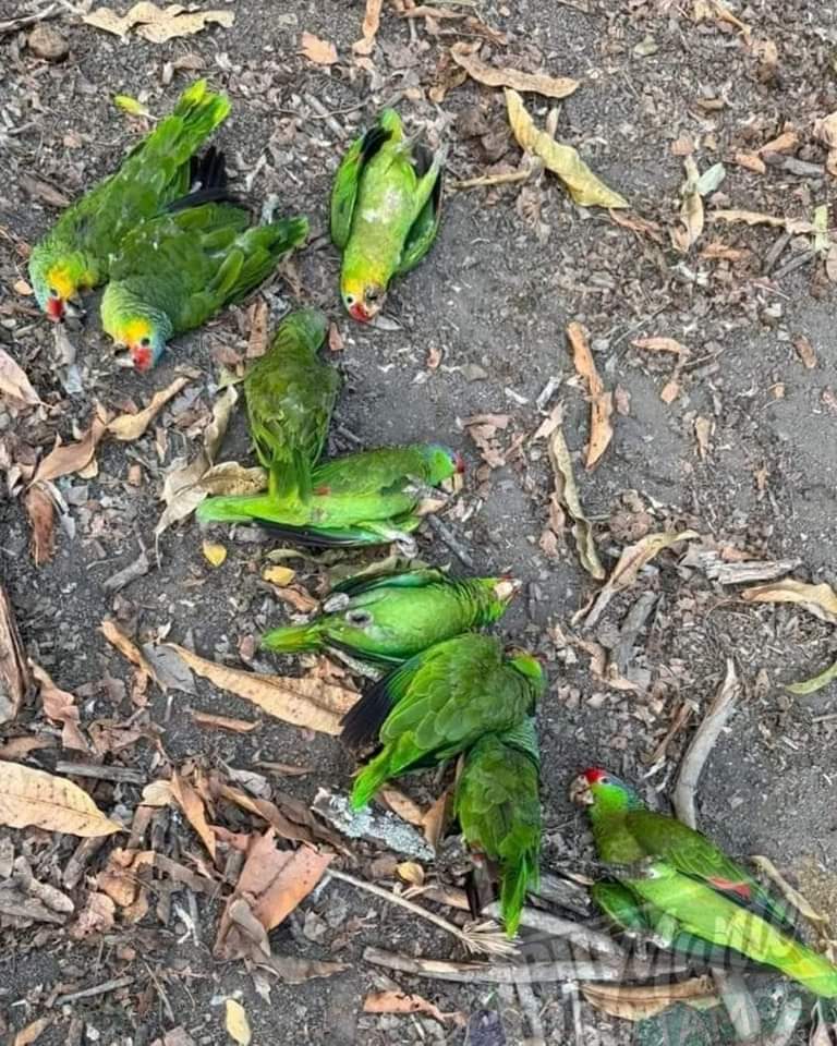 🔵|LOROS MUEREN POR OLA DE CALOR EN LA HUASTECA POTOSINA🔥🦜😭 Loros cayeron uno a uno al estar en un árbol protegiéndose del intenso calor pero estos no soportaron la temperatura de casi 50°C😪