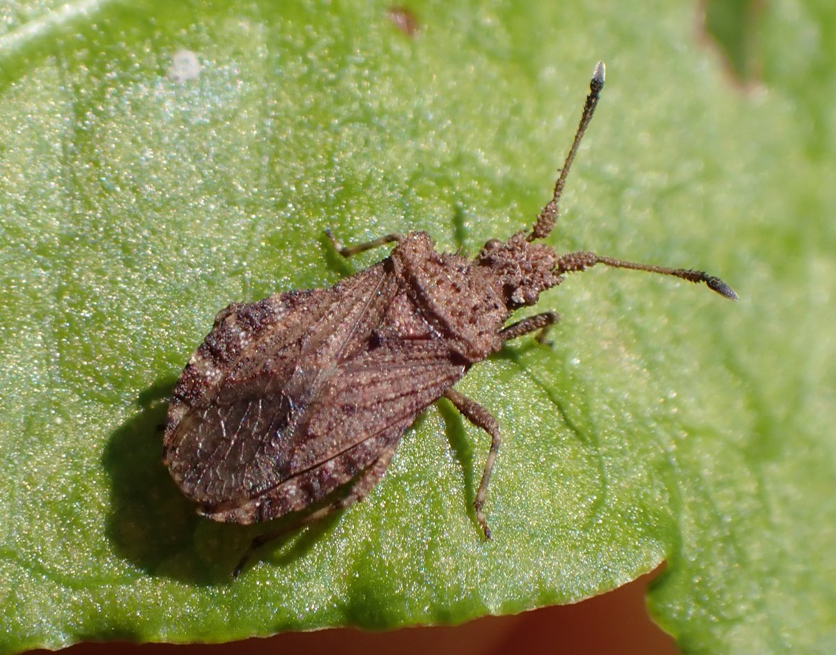 Interesting find from Hockering Wood, Norfolk, spotted by Jeremy Bartlett. Pretty sure this is Breckland Leatherbug (Arenocoris waltlii). Found on low vegetation on a wide ride in the wood (ancient woodland, SSSI). @BritishBugs
