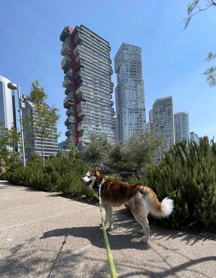 Si andan por @mexicanaparque @AlcCuajimalpa no dejen de saludar a #Colmillo @ITAM_mx 
🐾🐶💚 #MascotasITAM
@DAE_ITAM @ExITAM @CPoliticaITAM @aef_itam @elsupuesto @garcialcocer @EconomiaITAM_  @AspirantesITAM @Derecho_ITAM @PosgradosITAM