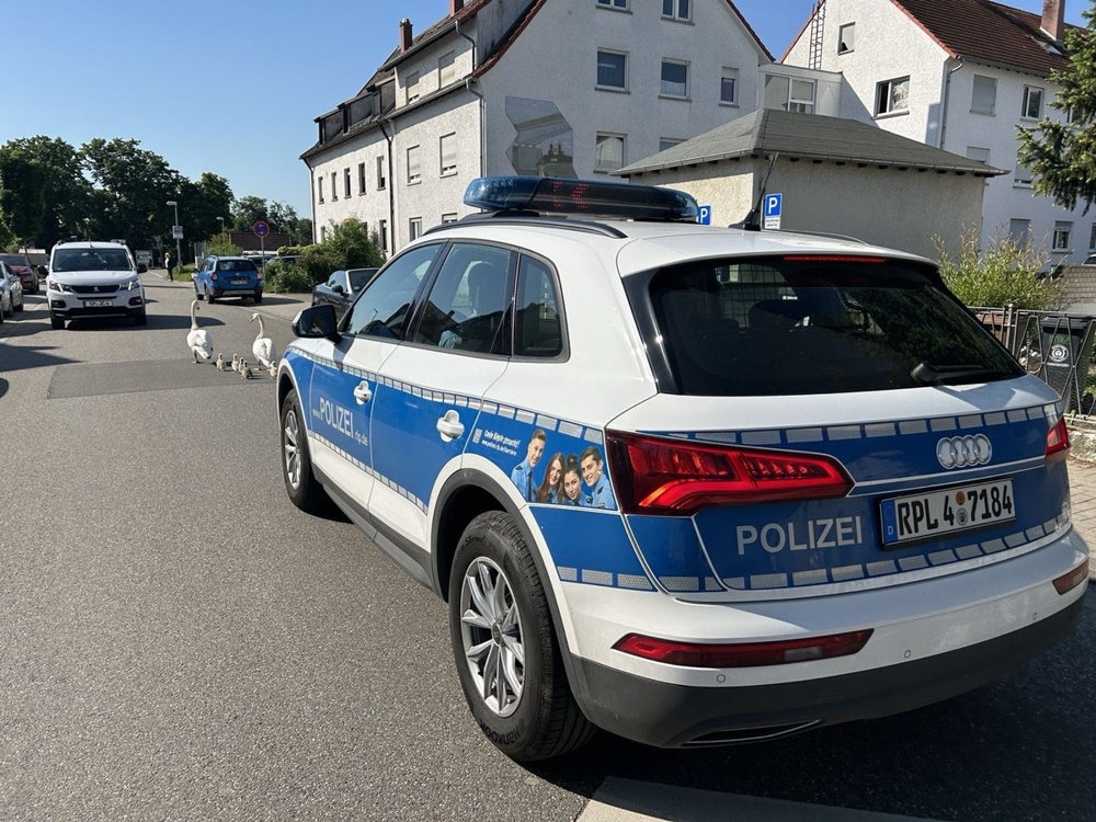 Speyer – Schwanenfamilie unter Polizeischutz zum Altrhein gewandert mrn-news.de/2024/05/11/spe…