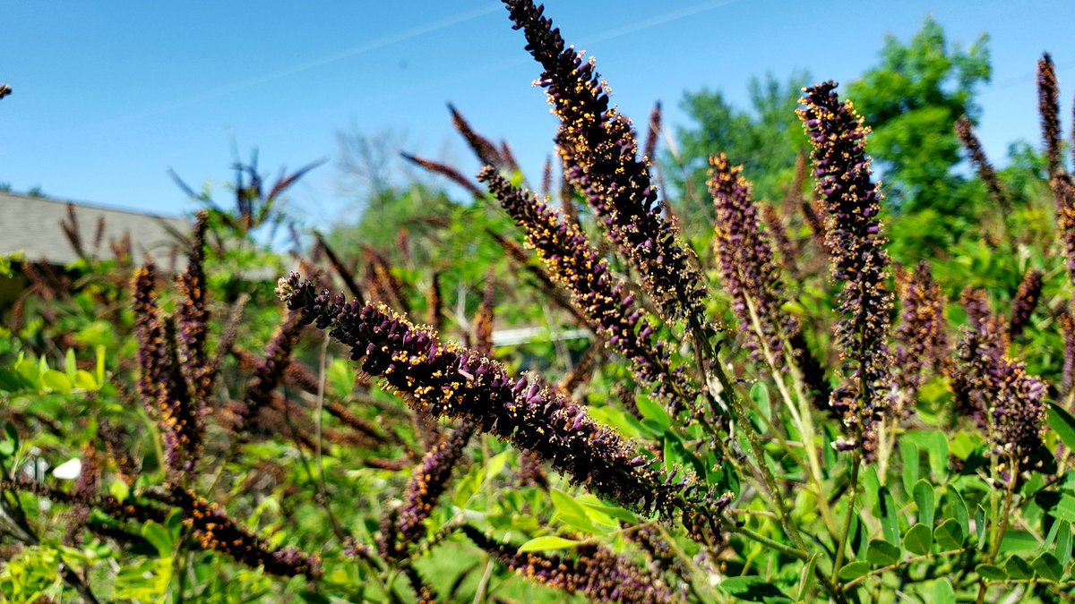 False Indigo Bush (Amorpha fruticosa) now blooming. Full of pollinators...and what an odd aroma. #WhatYouPlantMatters #GrowNative #nativeplants #naturallandscape #pollinatorgarden