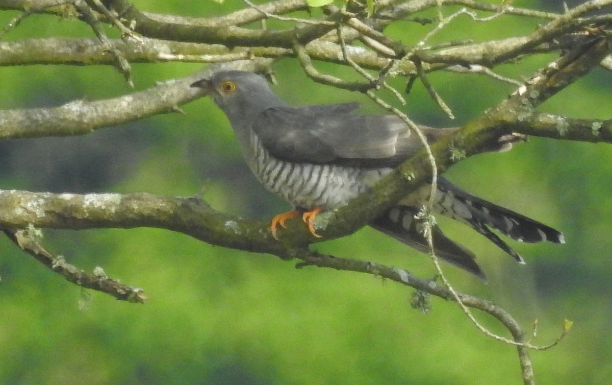 Cuckoo at Fritham in the #NewForest this afternoon. #WorldMigratoryBirdDay