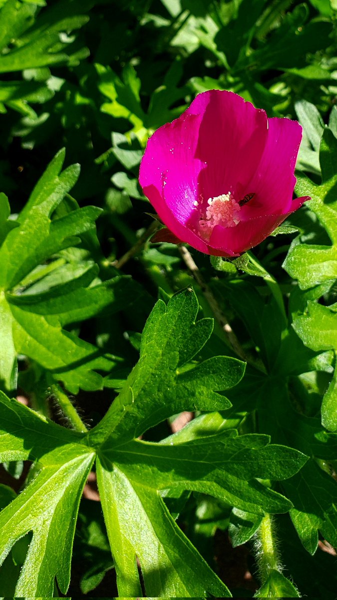 #FirstBloom! Purple Poppy Mallow (Callirhoe involucrata) beneath the Sassafras.  #WhatYouPlantMatters #GrowNative #nativeplants #naturallandscape #pollinatorgarden