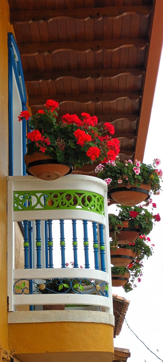 Flores en el balcón. Jericó Antioquia.
#JericóSinMinería #FueraAnglogold