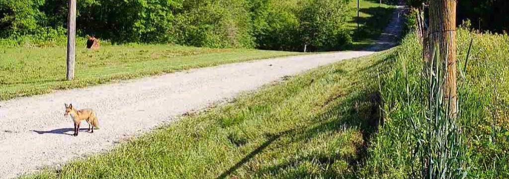 This lil guy was on our cameras from earlier today!! He is so cute.. I’m really hoping he’s not considering our ducks for dinner! At this point they are bigger than he is 😉😆 I love the #Fox ❤️🦊#HappySaturday