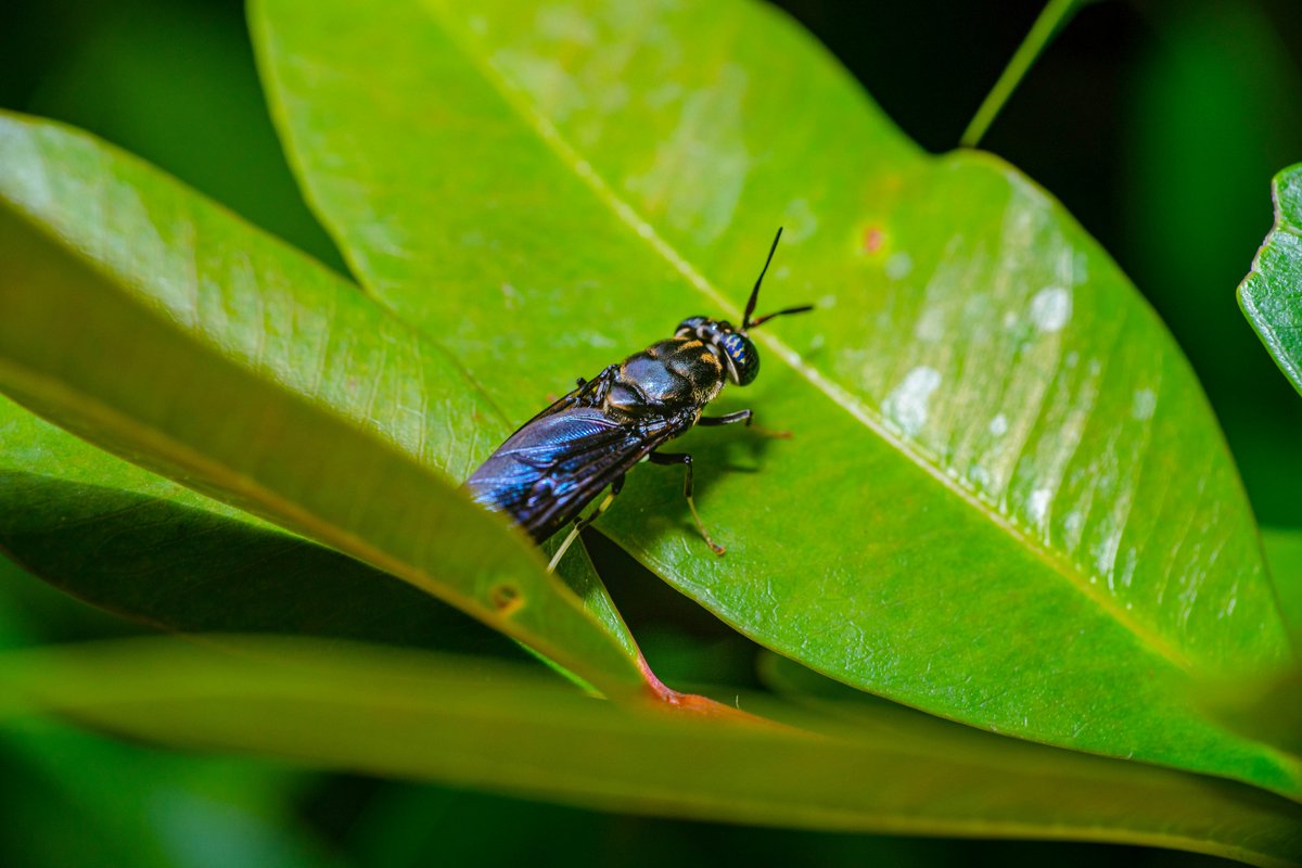 The Black Soldier Fly: Not Your Average Fly! ♻️🪰

These BSF are waste-busting superheroes! They devour waste & turn them into compost & the larvae become a protein source for animals. They're basically tiny recycling & composting machines! #BlackSoldierFly  #wastemanagement