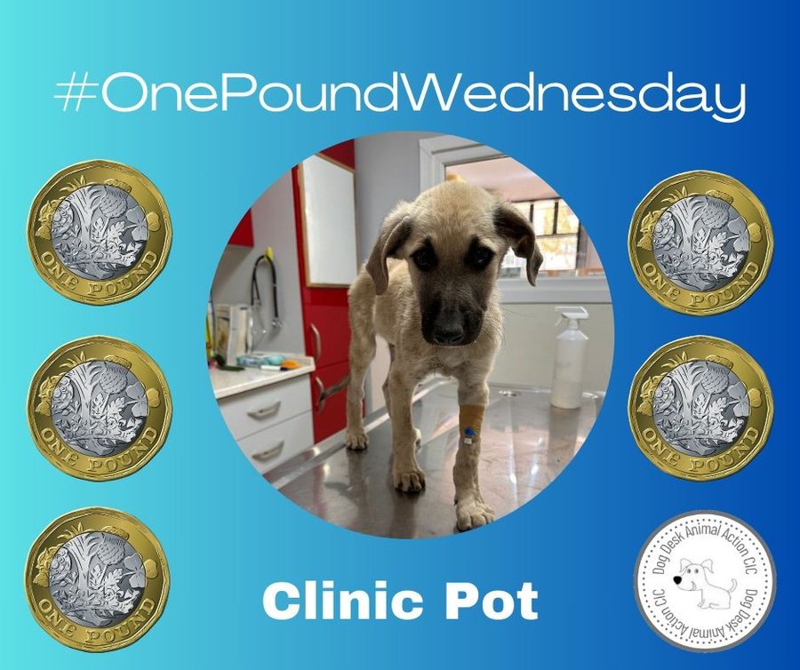 Today is #OnePoundWednesday dedicated to filling up our empty Clinic Pot Can you spare a pound? donorbox.org/donate-to-dog-… paypal.com/paypalme/dogde… (ref One Pound Weds) Thank you #dogsoftwitter #dogsofx #dogs #dog