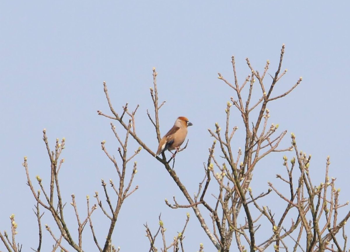 From dawn to mid-morning today near Arundel, Sussex, 27 sightings of 10++ Hawfinches. Unexpectedly easy to see. Same in Surrey and Kent Yew woods? @HawfinchesUK @rbbp